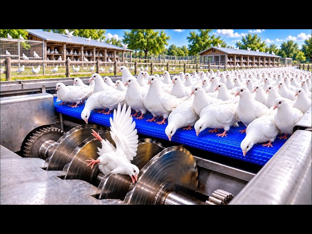 How Millions of Pigeons Are Raised in China for Meat, Eggs & Fertilizer | Full Factory