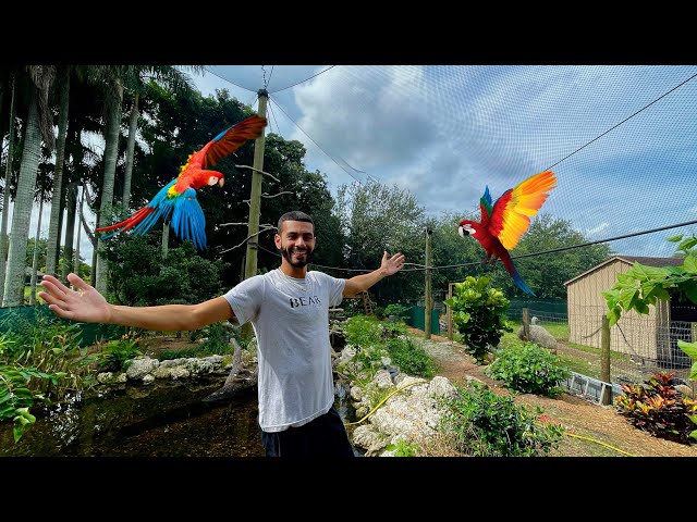 RELEASING My New RAREST BIRDS In The Aviary!