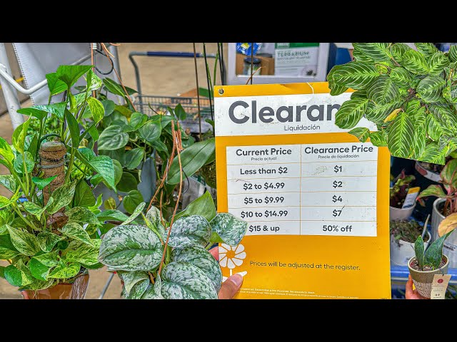 Getting a Wishlist Plant at Lowes! Plant Shopping Big Box Store! Clearance Deals!