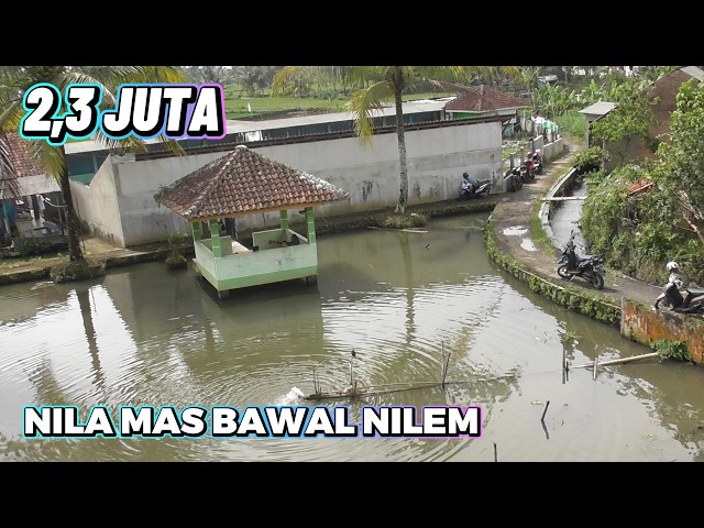 "Gak Tahan Boncos Terus Karena Hujan !! Akhirnya Balas Dendam Mancing Borongan, Auto Panen!"