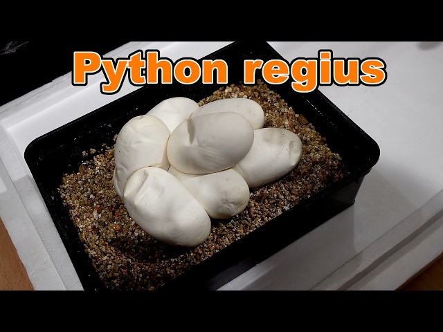 It actually happened! - Ball python eggs