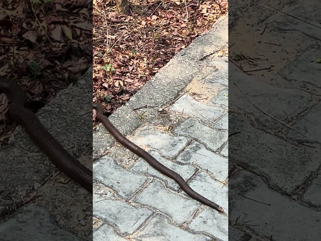 My wildlife journey #snake #aravali #raw #wildlife