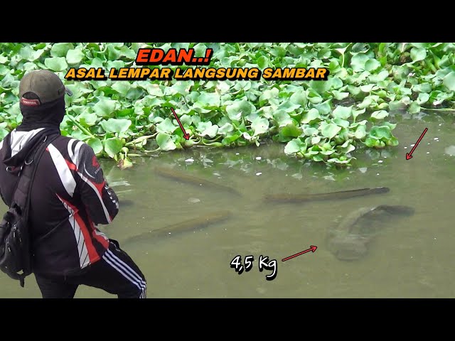 big snakehead fishing