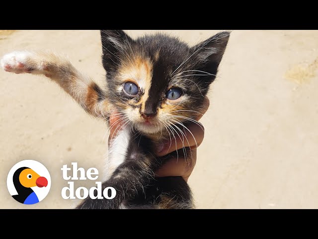 Tiny Kitten Runs Out Of Bushes To Her New Mom | The Dodo Little But Fierce
