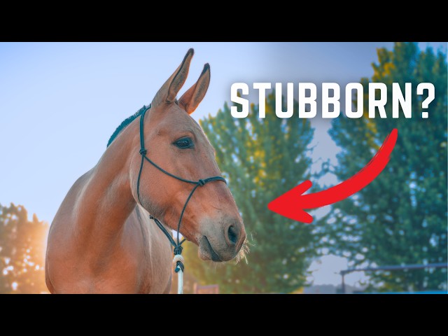 You've Been Lied To About Mules [7 Myths EXPOSED]