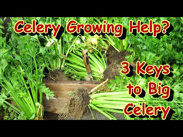 How to Plant Celery - 3 Keys to Success, Preparing the Soil Organically & How to Seed Start Them!