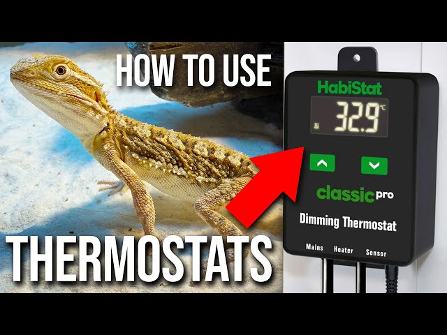 How To Use a Reptile Thermostat Guide