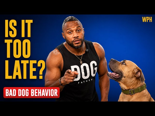 Fixing My One Year Old Boerboel's Behavior Problems
