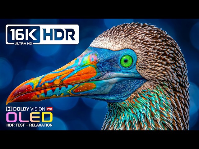 Incredible OLED HDR Showcase | Dolby Vision 120fps | 16K ULTRA HD Nature Video (8K/4K Video TV)