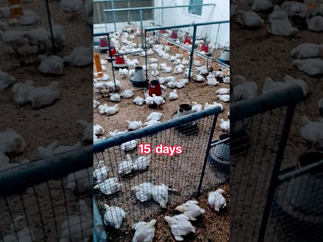 poultry 🐔🐔 from 15 days daily update channel subscribe like share Arif Zafrabadi Vlog/06/10/2026