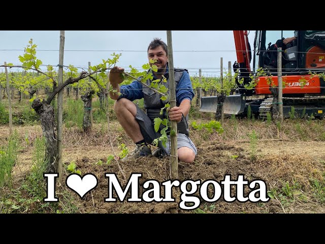 Propagating the vine through layering