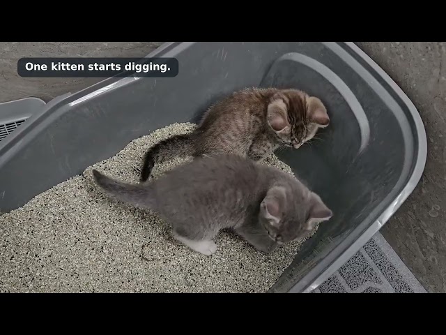 Two Tiny Kittens Try the Litter Box for the First Time!