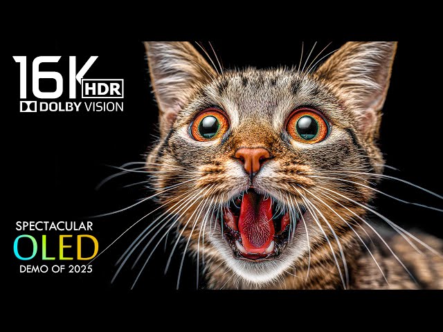 16K Video ULTRA HD 240 fps - OLED Dolby Vision Demo (8K HDR / 4K HDR TV)
