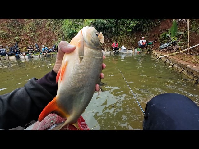 Mancing Borongan Bawal Babon Rp 7 juta Umpan Daging Ayam