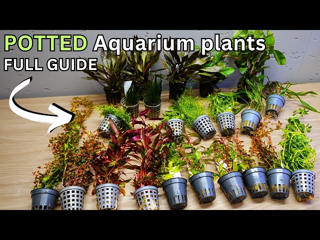 AQUARIUM PLANTS Master class for beginners! Learn to Prepare, Care and Plant like a PRO!