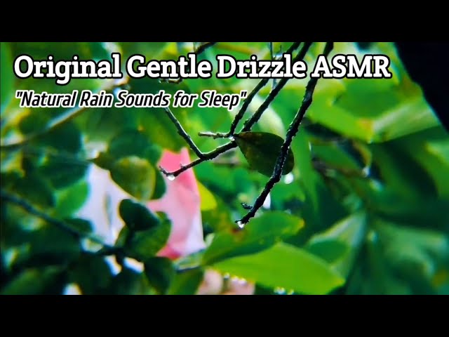 Original Gentle Drizzle ASMR: Calming Sounds of Rain