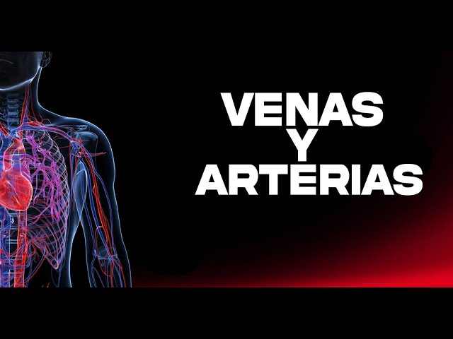 Venas y Arterias
