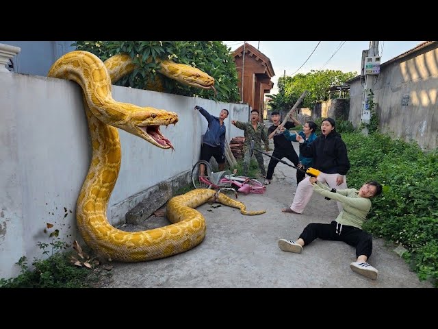 Brave Expert Discovers Giant Golden Python's Lair