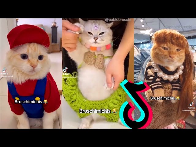 BRUSCHIMICHIS 😹 | 11 Horas De Gatos Graciosos y Divertidos 🐱🔥 | Ríe Sin Parar