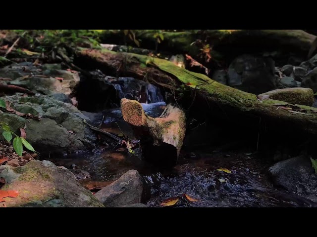 Relaxing Music, Sleep Music, Water Sounds, Meditation Music, Healing Piano for Mindful Rest