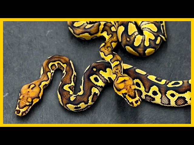 Is Adder Covering Up This Other Ball Python Morph? 👀