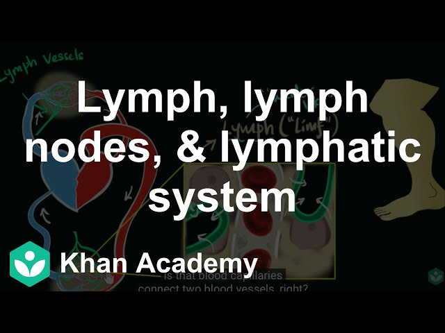 Lymph, lymph nodes, & lymphatic system | Life processes | Class 10 |  Science | Khan Academy