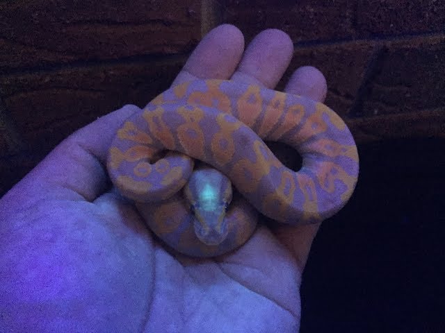 Is This BANANA BALL PYTHON Glowing???  See under a black light!