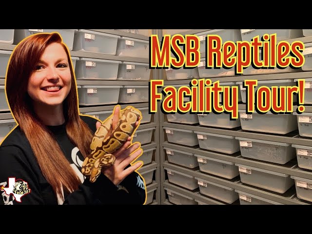 MSB Reptiles Room Tour | Monarch Ball Python Morph The Next Big Thing??
