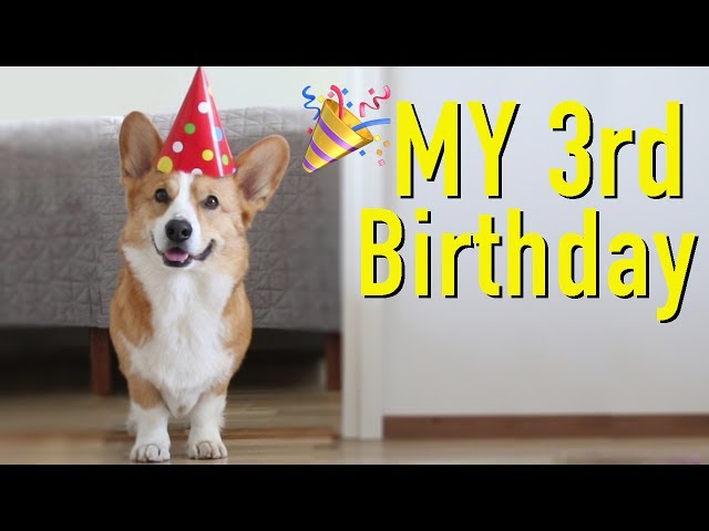 DOG'S BEST BIRTHDAY - Topi the Corgi