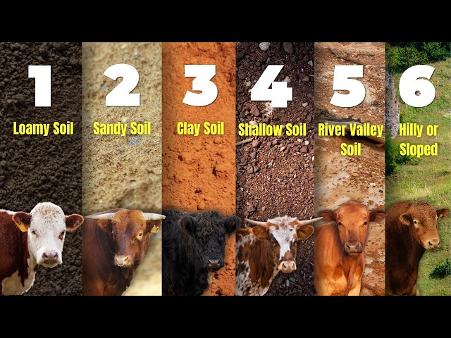 Best Beef Cattle for Small Farms — Based on Your Land Type