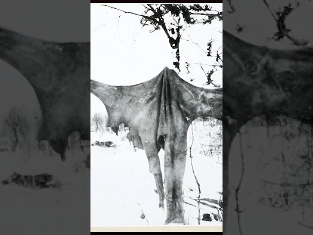 One of the Strangest Photographs from the Second World War  #history #ww2