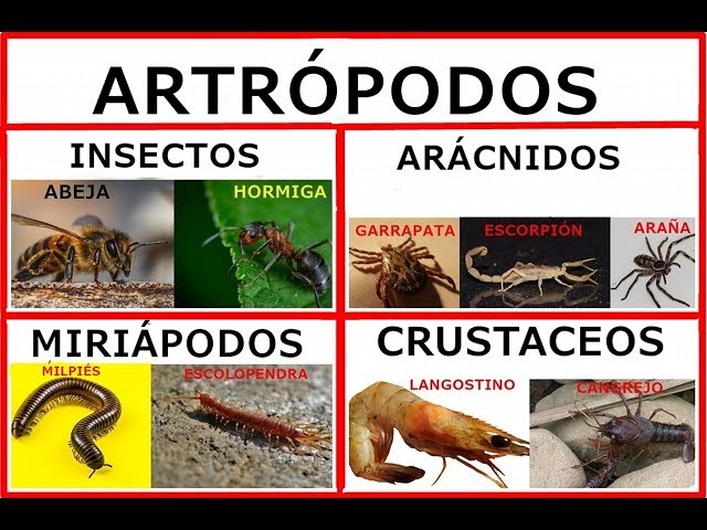Los artrópodos .insectos,aracnidos,miriapodos y crustáceos.