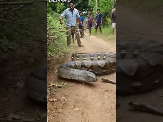 Enormous Python Crawls Through Public Space#PublicSpace #EnormousPython #Snake
