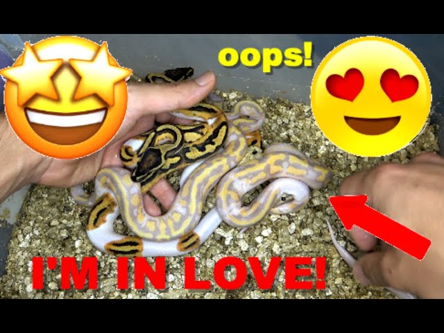 Banana Pied Clutch Update! Killed The Odds!