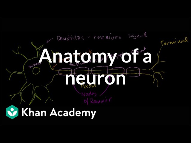 Anatomy of a neuron | Human anatomy and physiology | Health & Medicine | Khan Academy