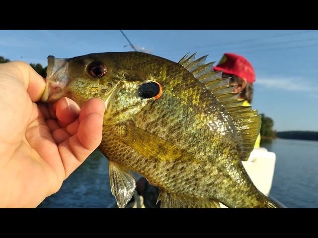 Bluegill Fishing #12 2026
