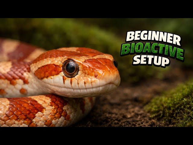 Bioactive Corn Snake Enclosure Setup [Pantherophis guttatus]