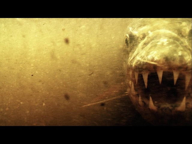 Goliath Tigerfish: The Super-Sized Piranha
