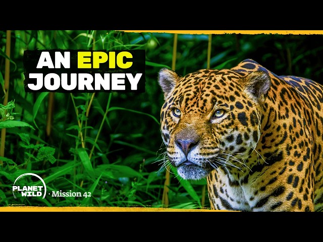 We’re Building a Continent-Wide Wildlife Corridor - Differently