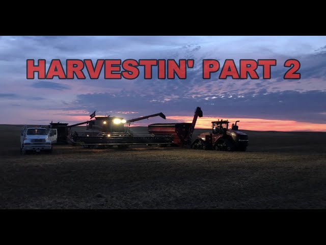 Harvestin' Part 2 of 2019:  Peas continue!