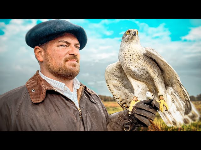 My daily life as a falconer with Attila (she catches a pheasant)