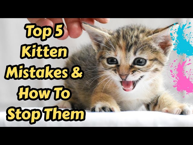 Common Kitten Behavior Problems And How To Fix Them