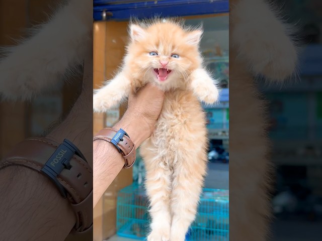 Kitten meowing to attract cats 😻 / Cat sound | Cat Voice | Cat videos | Persian cat | Cats | Kitten