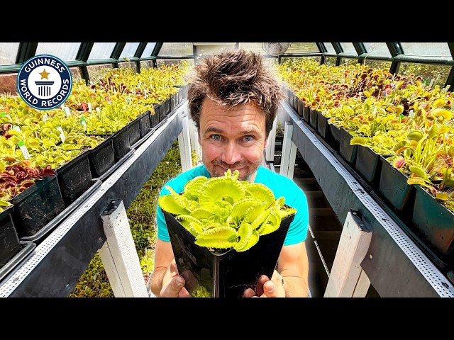 Largest Trap on a Venus Flytrap EVER! | Guinness World Records