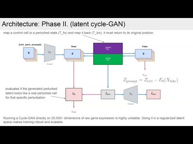 Regina Nora Fiam - Regularized Encoder with Latent Cycle-GAN for In-vitro Neural Cell Pert. Approx.