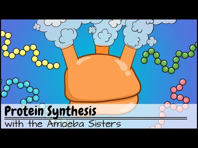 Protein Synthesis: Transcription and Translation (Updated)