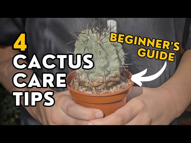 Cuidado de cactus para principiantes: 4 errores que matan a los cactus (y cómo evitarlos)