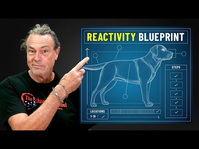 I Asked The Best Dog Trainer I Know How To Train a Reactive Dog - His Answer Blew My Mind.