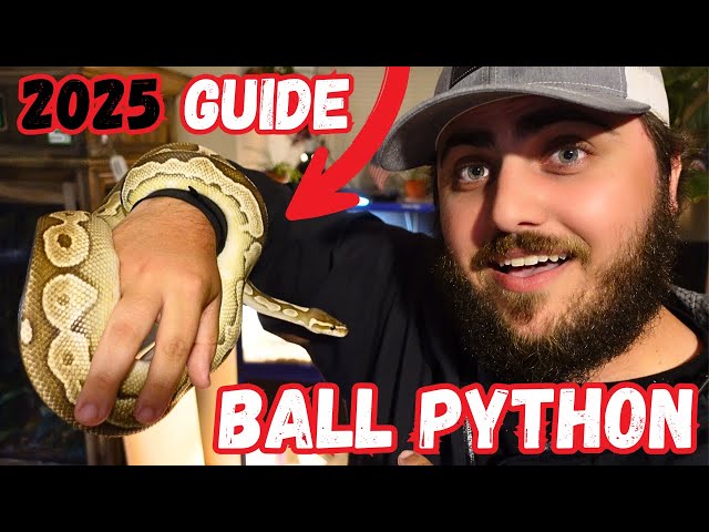 Ultimate Ball Python Care Guide - 2025