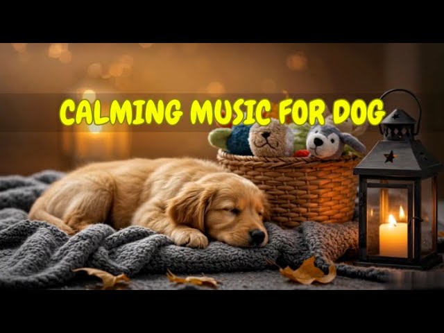 Separation Anxiety Sleep Aid for Dogs 🐶💤 | 12 HOURS of Peaceful Melodies to Soothe and Relax